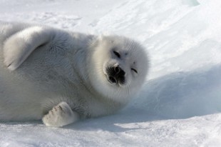 Harp Seal Cub