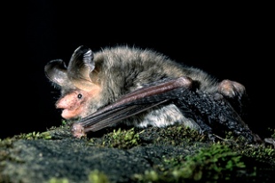 Rare Bechstein's Bat